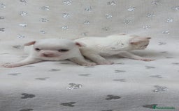 Chihuahua perros en venta: Chihuahua macho y hembra  - Imagen 2
