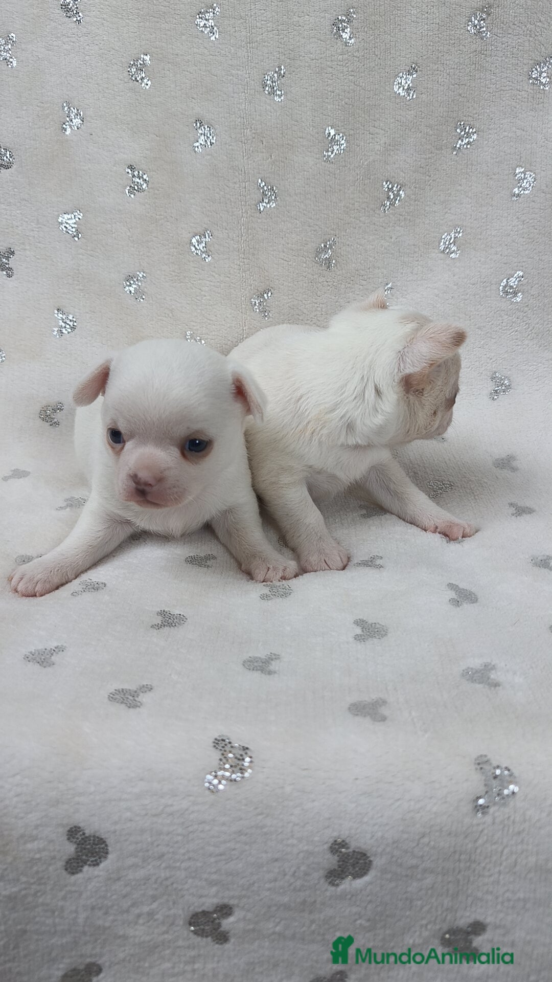 Chihuahua perros en venta: Chihuahua macho y hembra  - Imagen 2