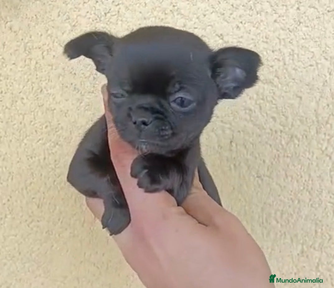 Chihuahua perros Chihuhua merle - Anuncio 10