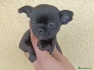 Chihuahua perros Chihuhua merle - Anuncio 10