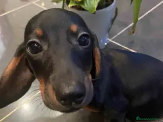 Teckel Miniatura perros Teckel Macho de Tria y Luisiño 2023 AQUANATURA - Anuncio 3