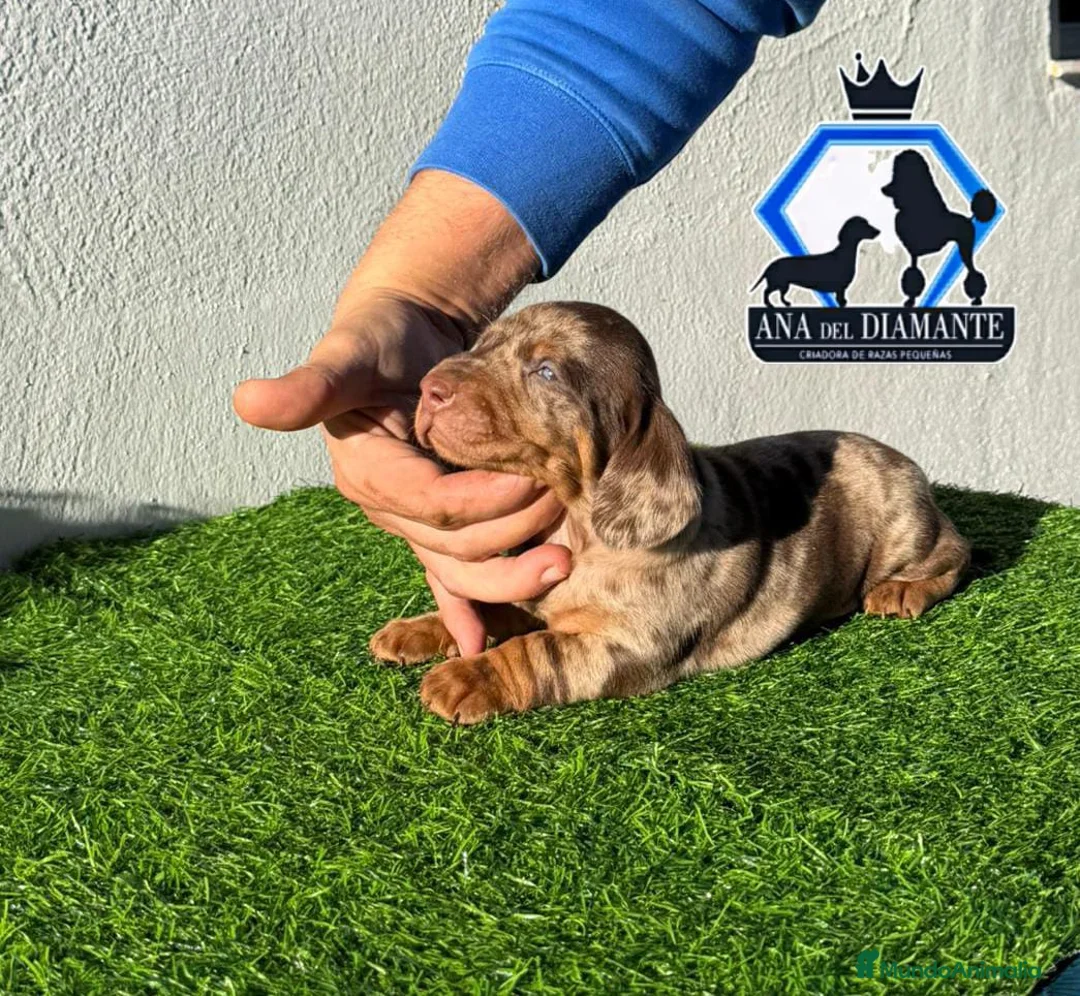 Imagen de galería {{count}}