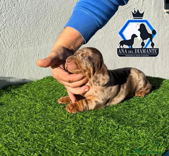 Imagen de galería {{count}}