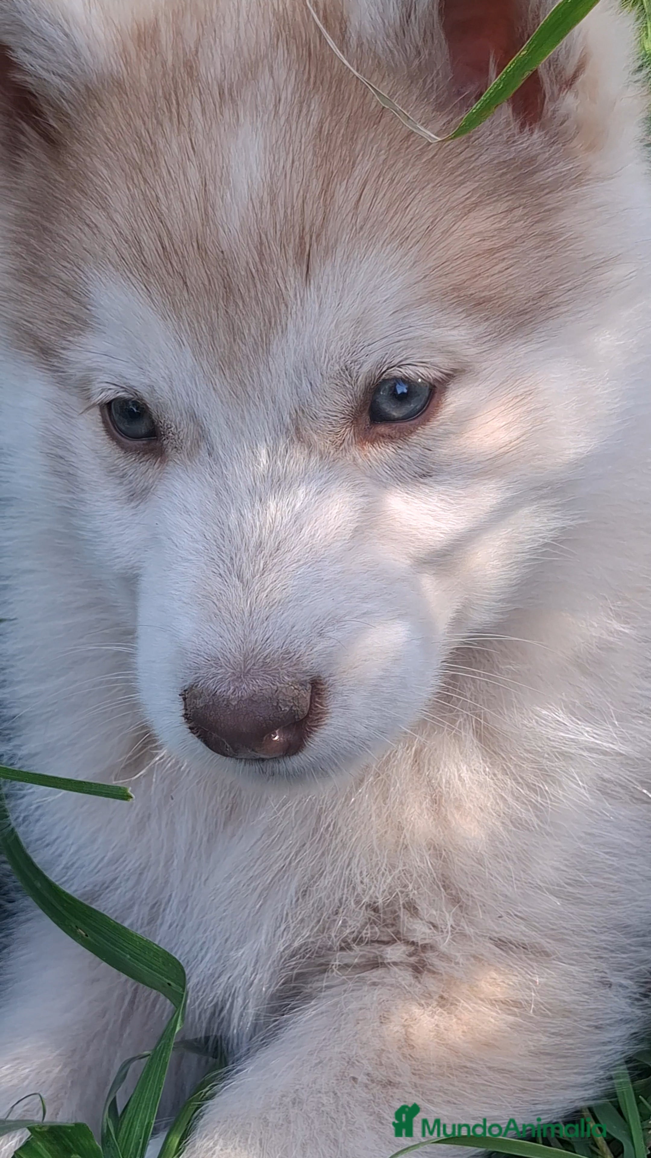 Husky Siberiano perros Husky siberiano - Anuncio 1