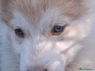 Husky Siberiano perros Husky siberiano - Anuncio 5
