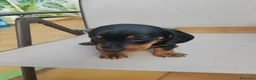 Teckel Miniatura perros en venta: Teckel Miniatura - Anuncio 11