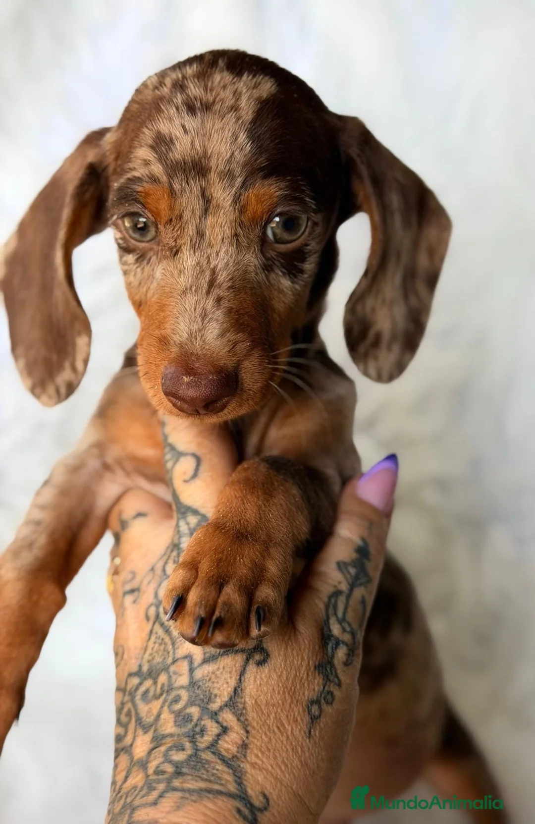 Teckel Miniatura perros en venta: teckel diferentes colores🐾 - Anuncio 2