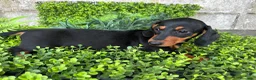 Teckel perros en venta: Teckel miniatura  en Toledo - Anuncio 9