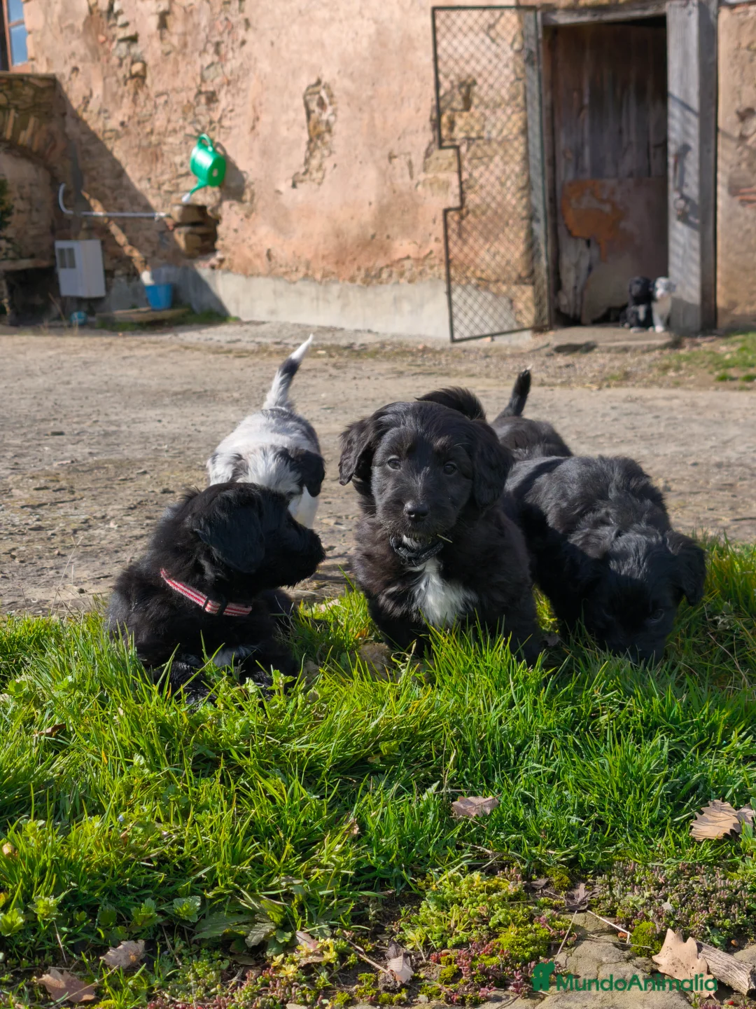Raza Mixta perros en venta: Cachorros borderpoo! 2 meses! - Anuncio 2