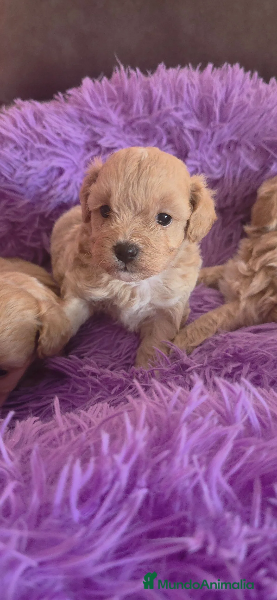 Maltipoo perros en venta: Maltipos  - Anuncio 1