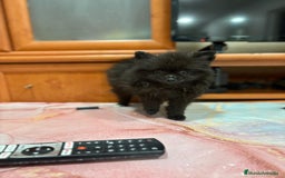 Pomerania perros en venta: Poo pomerania MICRO TOY  - Imagen 8