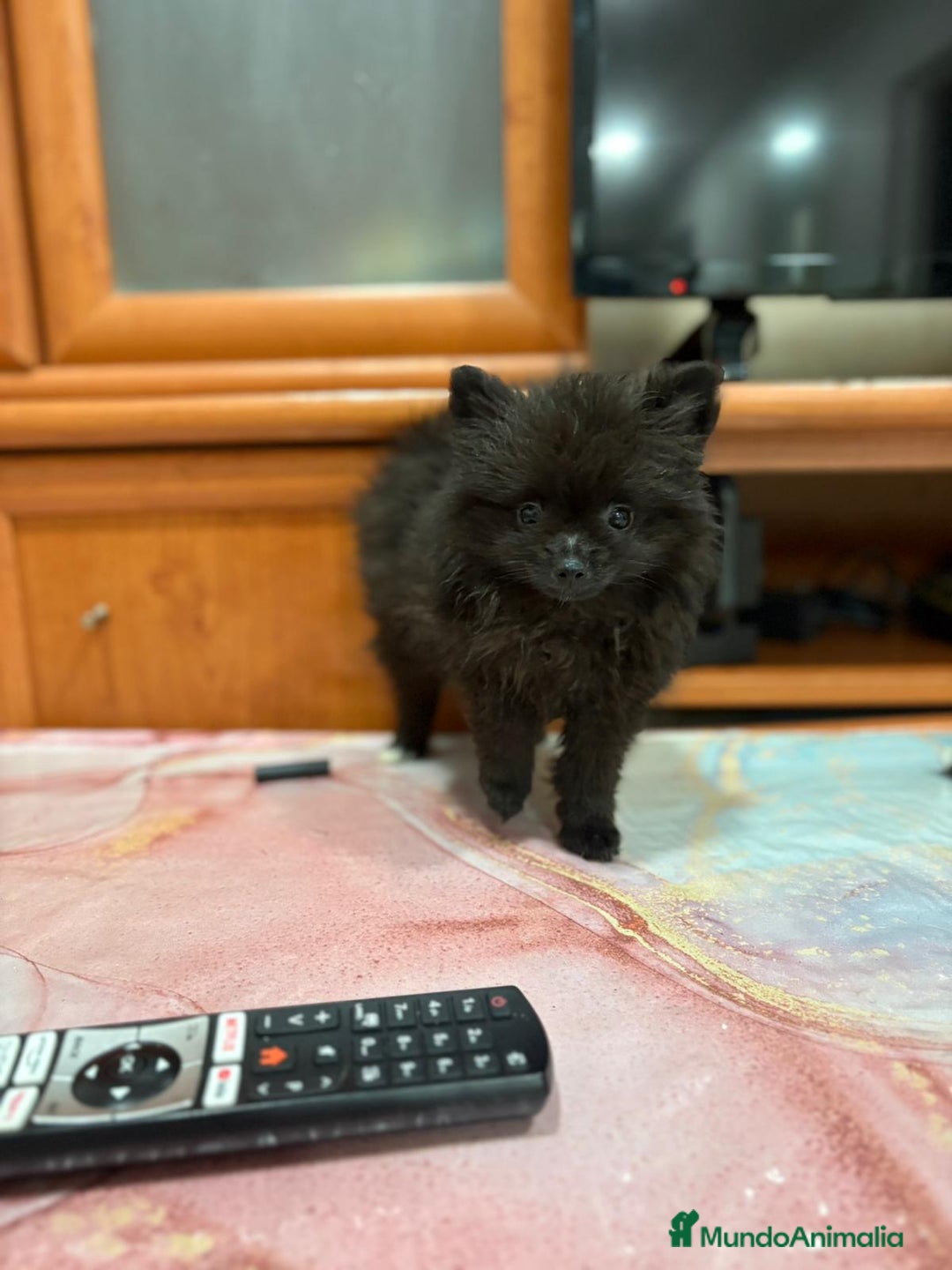 Pomerania perros en venta: Poo pomerania MICRO TOY  - Imagen 8