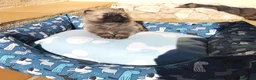 Pomerania perros en venta: Lulú de Pomerania - Anuncio 7