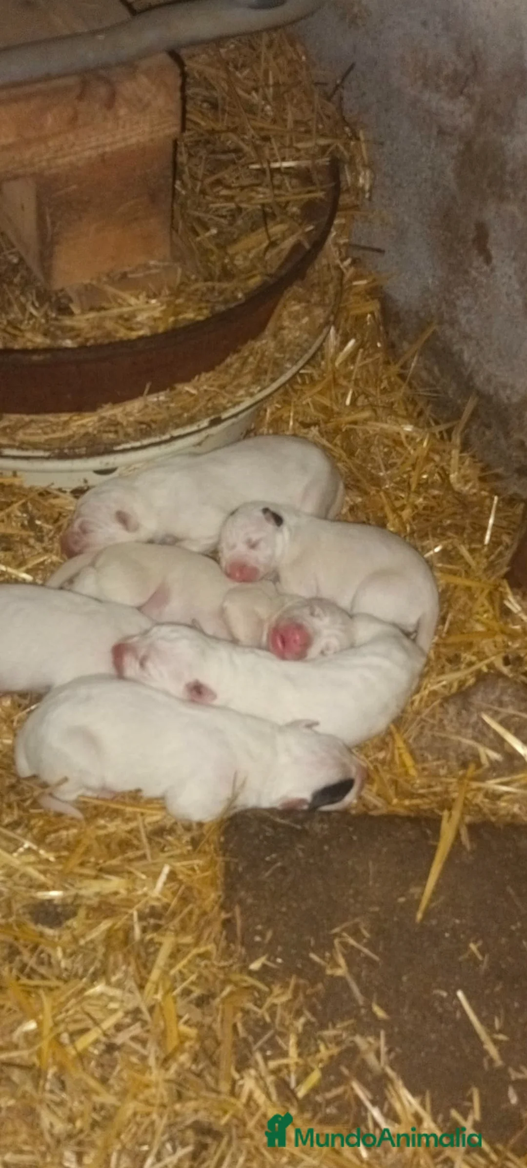 Dogo Alemán perros en venta: Dogo argentino  - Anuncio 2