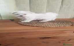 Bichón Maltés perros en venta: BICHON MALTES 💙 ♂️ - Imagen 1