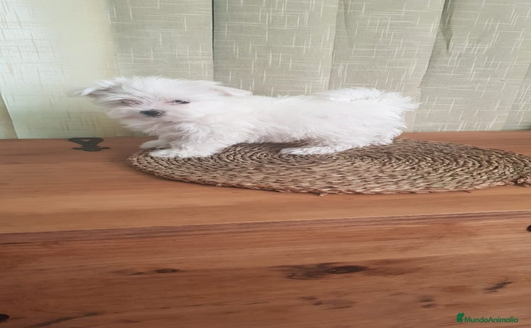 Bichón Maltés perros - Anuncio 10