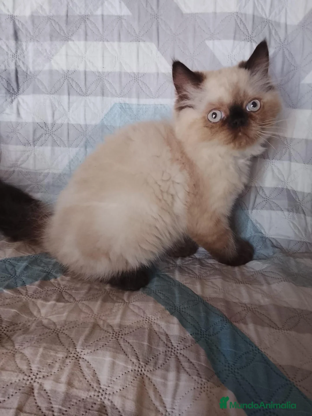 Persa gatos en venta: Gatos persas  - Anuncio 1