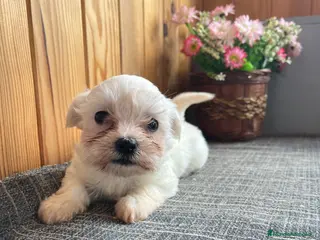 Bichón Maltés perros Preciosos cachorritos de Bichon Maltés 🐶🤍 - Anuncio 2