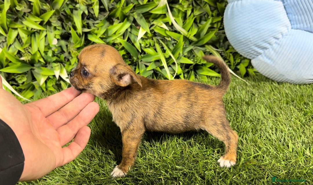 Chihuahua perros en venta: Chihuahua hembra y macho  - Anuncio 4