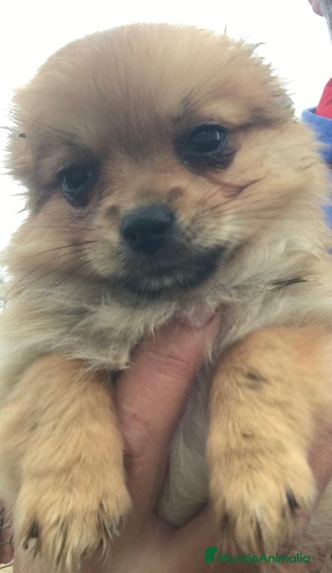 Pomchi perros Pomchi hembrita preciosa - Anuncio 2