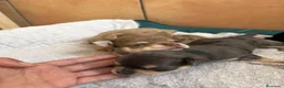 Chihuahua perros en venta: Chihuahuas merles🐶🐾 en Murcia - Anuncio 2