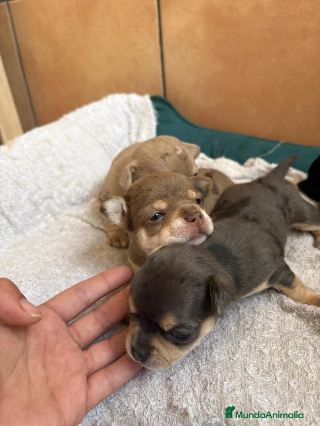 Chihuahua perros en venta: Chihuahuas merles🐶🐾 en Murcia - Anuncio 2