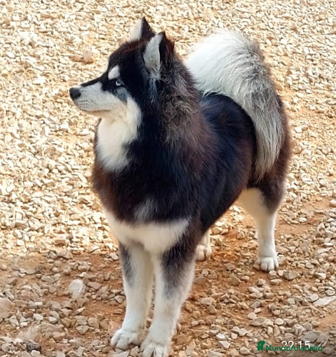 Pomsky perros en venta: Hembra pomsky ( mini husky) - Anuncio 3