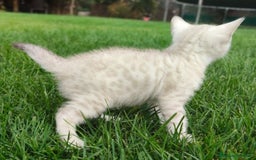 Bengalí gatos en venta: Disponibles cachorros de gato Bengalí - Imagen 5