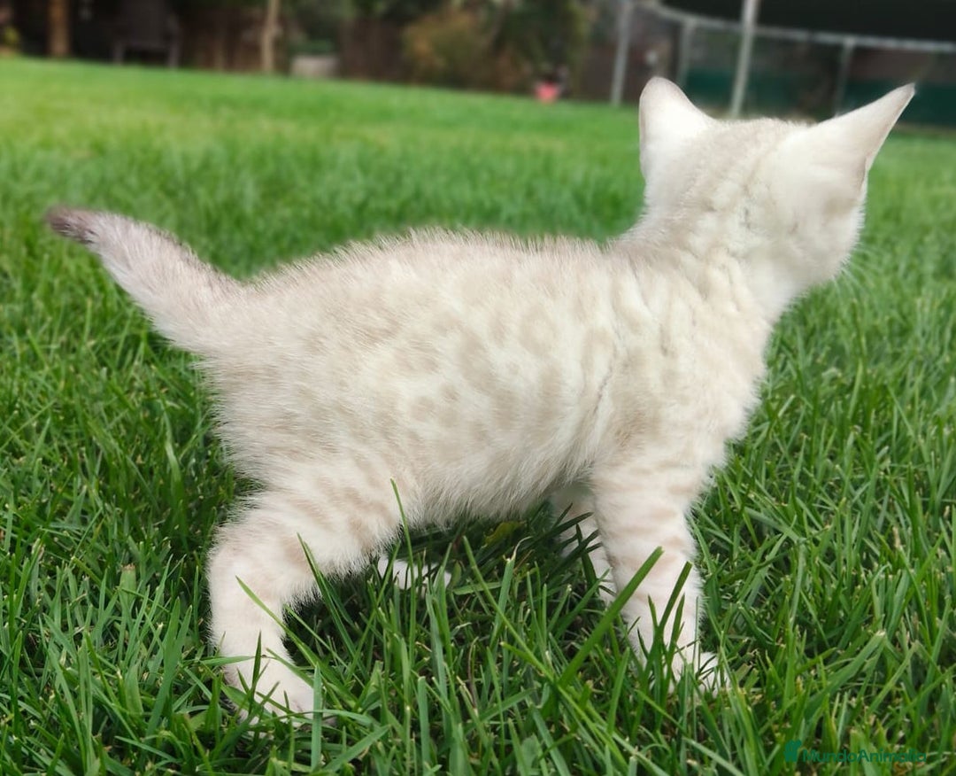 Bengalí gatos en venta: Disponibles cachorros de gato Bengalí - Imagen 5