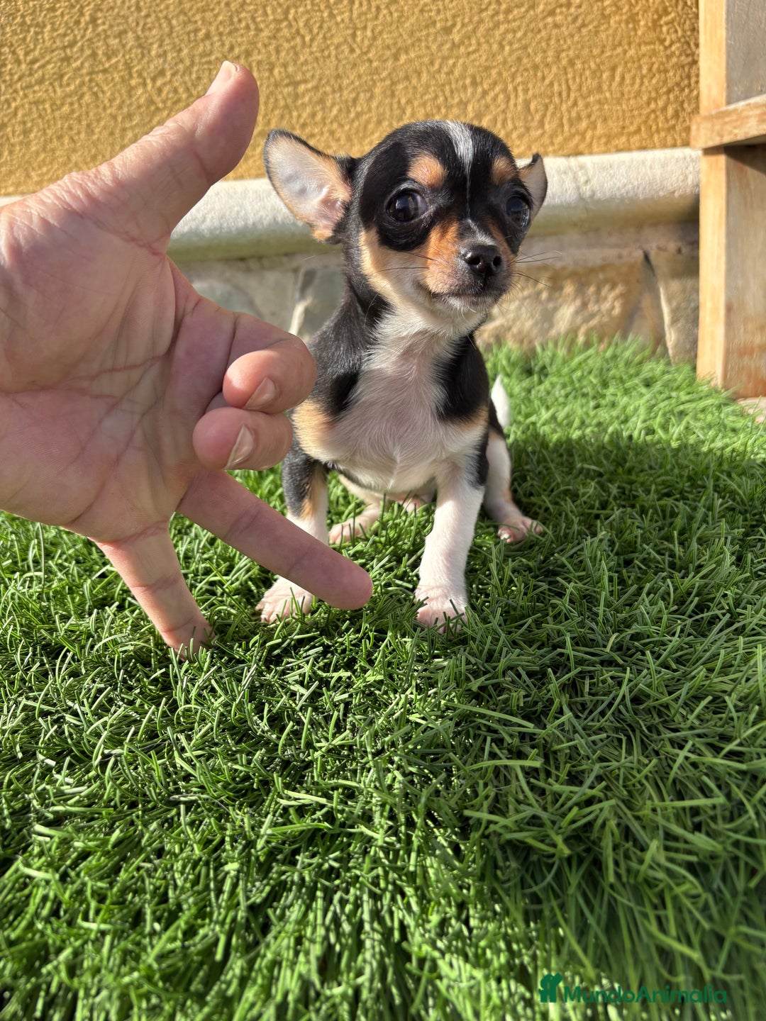 Chihuahua perros en venta: Chihuahua Toy tricolor macho - Anuncio 6