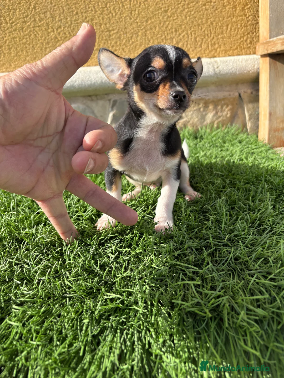 Chihuahua perros en venta: Chihuahua Toy tricolor macho - Anuncio 6