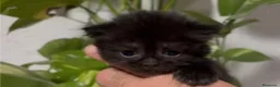 Británico de Pelo Corto gatos en venta: 🐱 GATITOS BRITISH SHORTHAIR – OLIMPO DE ZEUS - Anuncio 2
