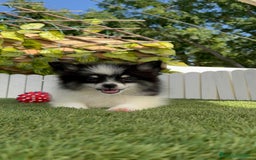 Pomerania perros en venta: POMERANIA MACHO ENVIOS A TODA ESPAÑA - Imagen 2