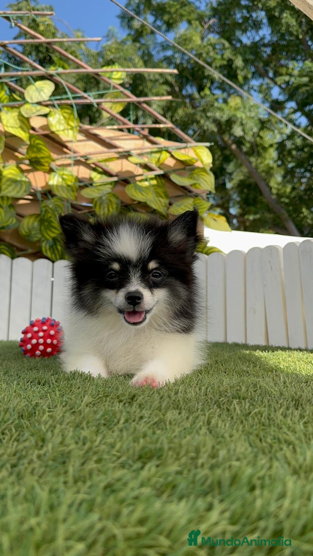 Pomerania perros en venta: POMERANIA MACHO ENVIOS A TODA ESPAÑA - Imagen 2