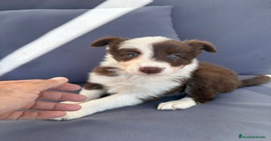 Border Collie perros - Propaganda 3