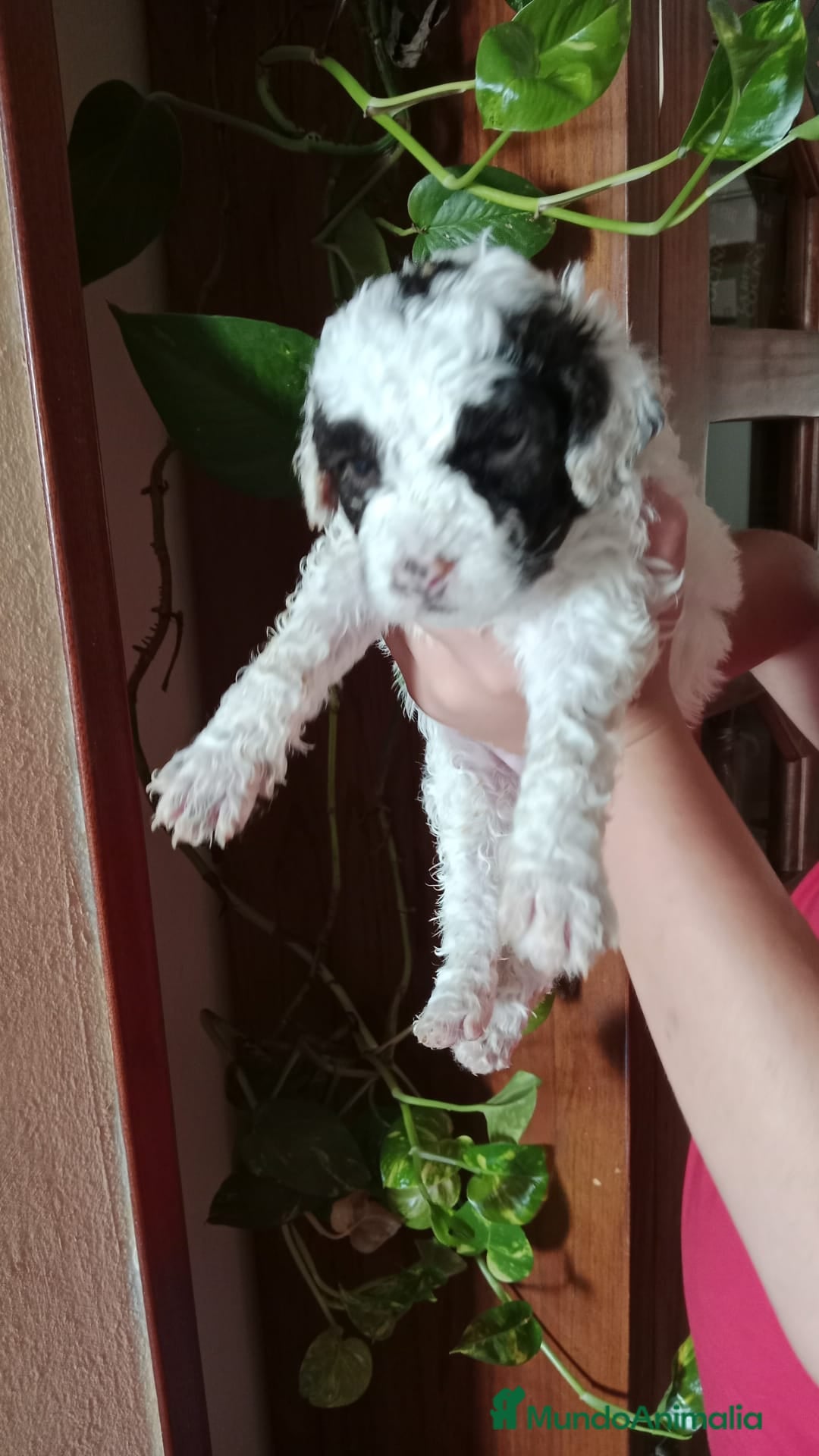 Perro de Agua Español perros en venta: Hembra disponíble - Imagen 1