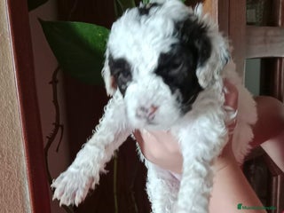 Perro de Agua Español perros - Anuncio 1