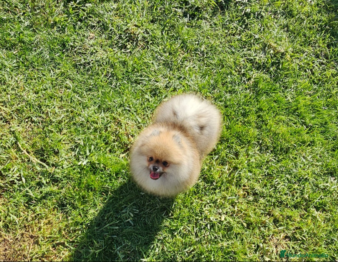 Pomerania perros en venta: Pomerania bellísimo  - Anuncio 4