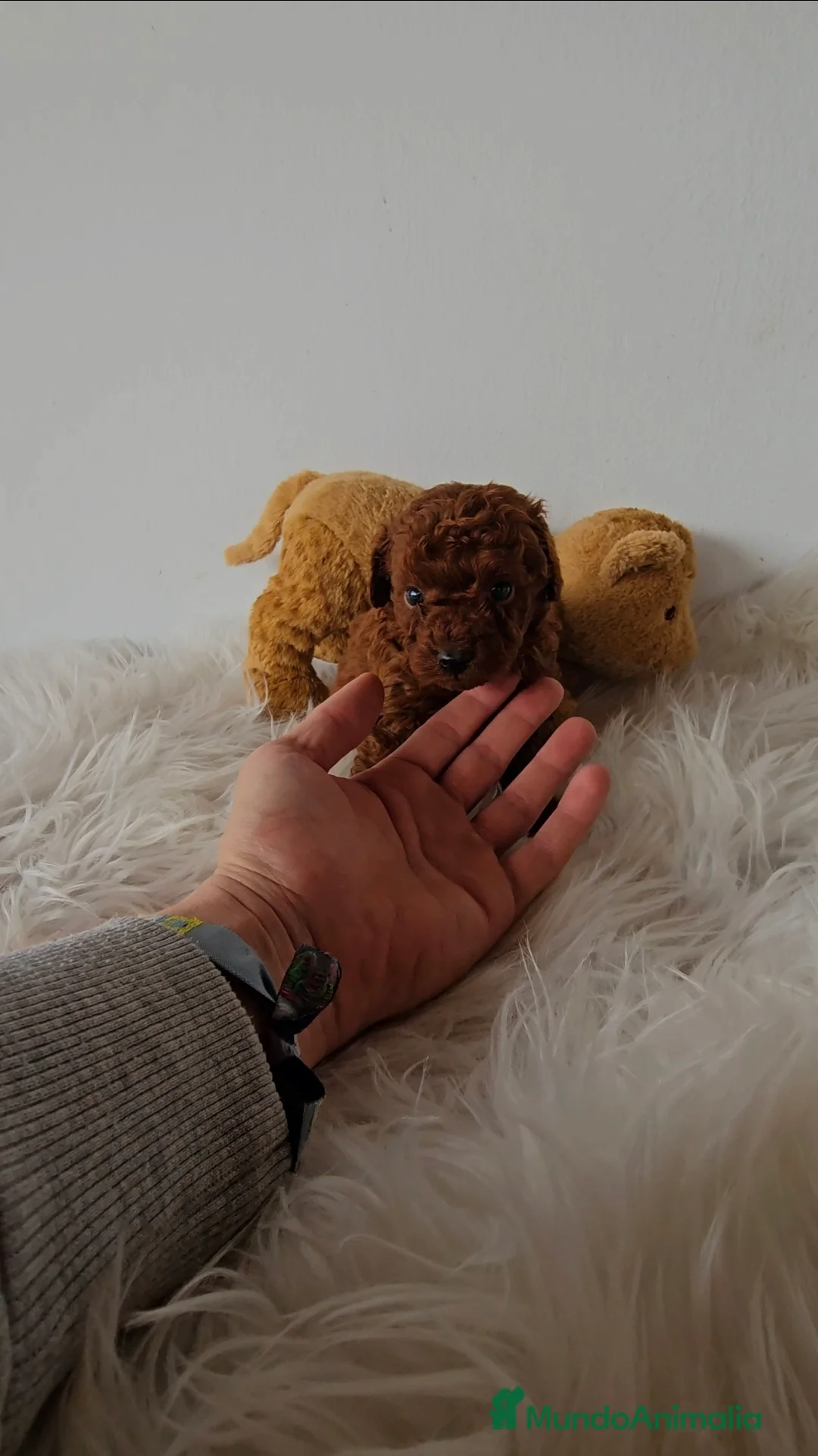 Caniche Toy perros en venta: CANICHES LINEA ASIÁTICA  - Anuncio 2