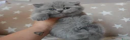 Británico de Pelo Corto Azul gatos en venta: 🐾 Gatitos British Shorthair Azules Exclusivos🐾 - Anuncio 5