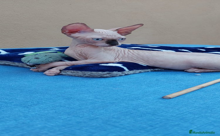 Sphynx gatos - Anuncio 8