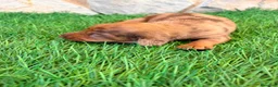 Teckel Miniatura perros en venta: Teckel Miniatura merle chocolate - Anuncio 7