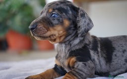Teckel Miniatura perros en venta: 🐾 Kodat, Byron, Curry y Florentina – Teckel 🐾 - Imagen 2