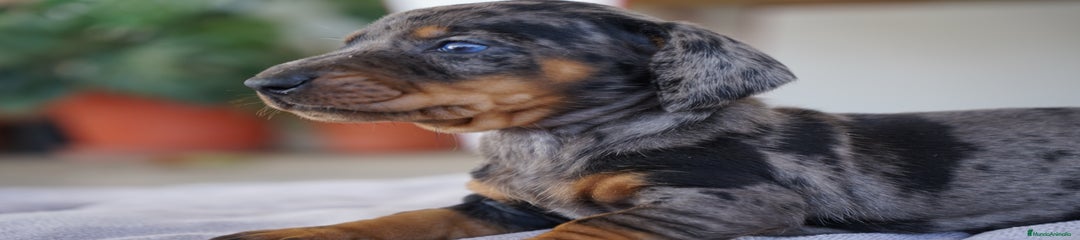 FLORENTINA