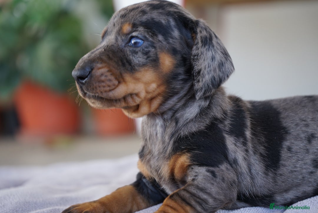 Teckel Miniatura perros en venta: 🐾 Kodat, Byron, Curry y Florentina – Teckel 🐾 - Imagen 2