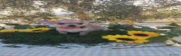 Chihuahua perros en venta: Chihuahuas toys - Anuncio 15