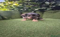 Teckel Miniatura perros en venta: teckel pelo basto - Imagen 11