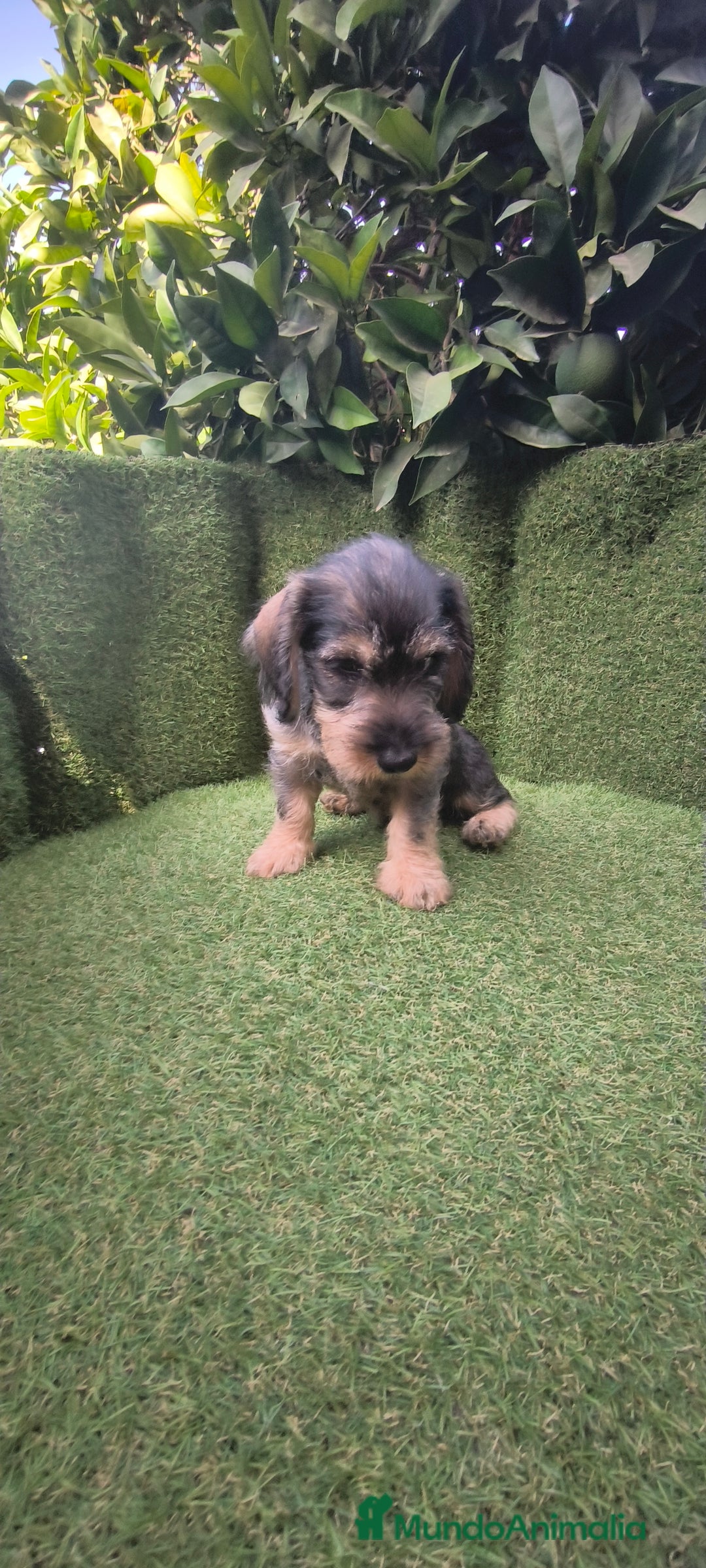 Teckel Miniatura perros en venta: teckel pelo basto - Imagen 11