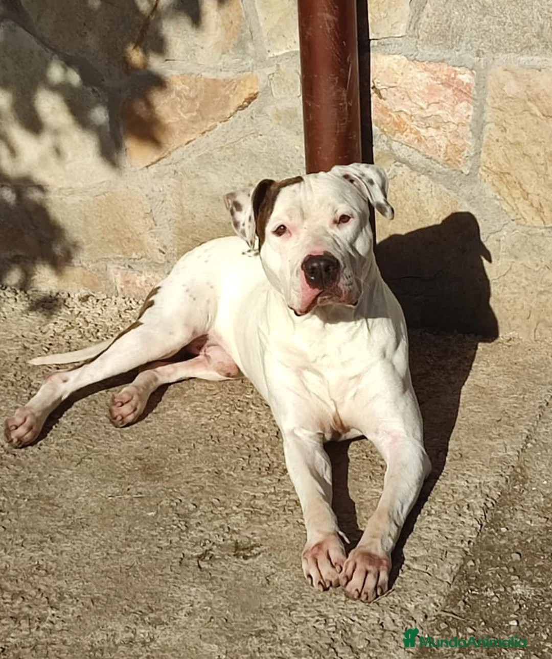 American Staffordshire-Terrier perros en venta: Milo - American Staffordshire-Terrier - Anuncio 1