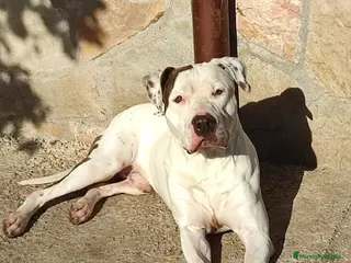 American Staffordshire-Terrier perros Milo - American Staffordshire-Terrier - Anuncio 1